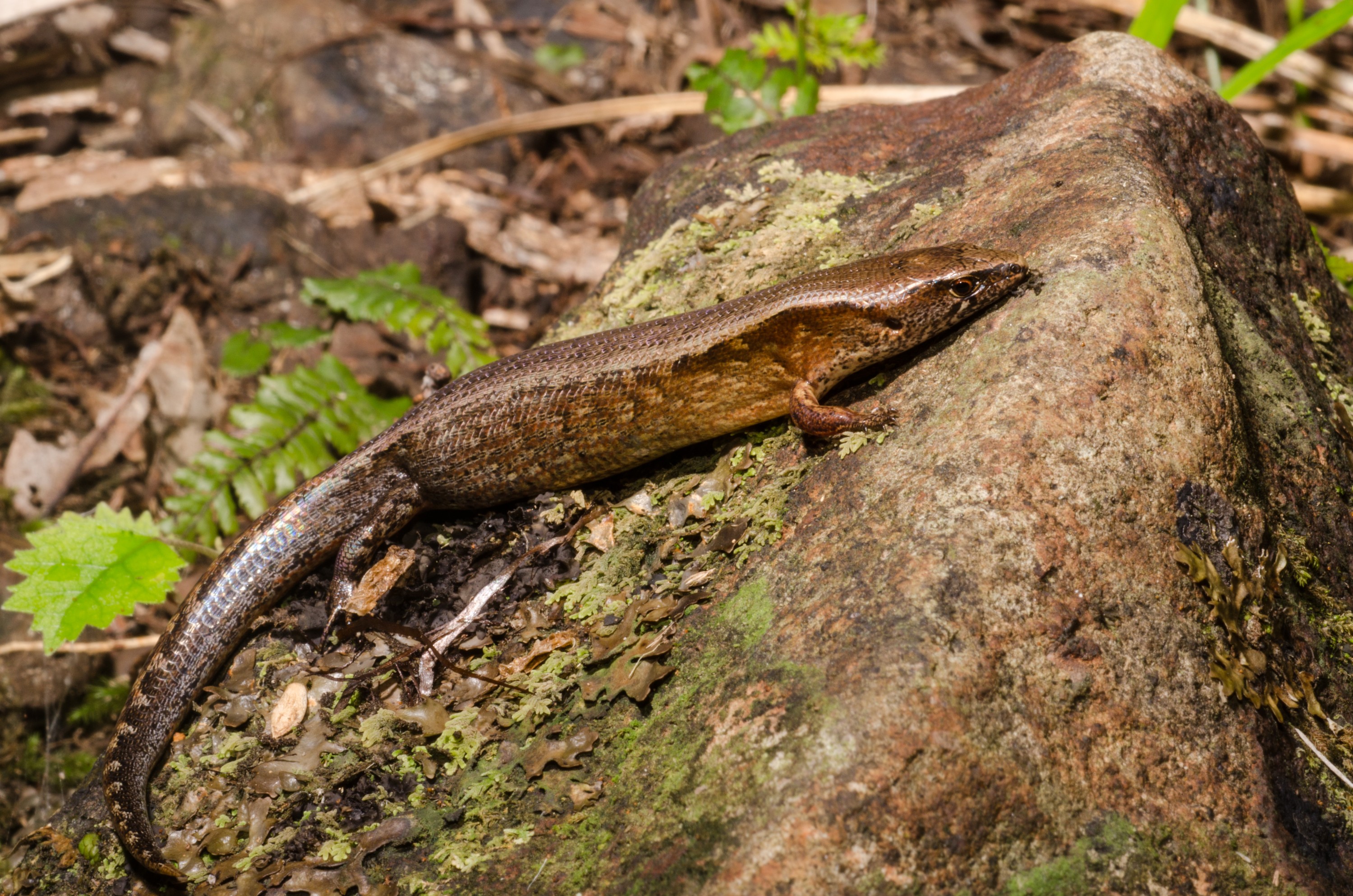 DSC_7526 – Ornate, skink, Cyclodina, ornata, lizard, far north, north far, Crispin, reptiles, amphibians, rare, cold, blood, new, new zealand, zealand, nz